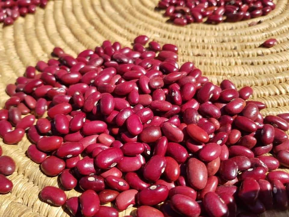 Red Kidney Gojam & Shashemene Type